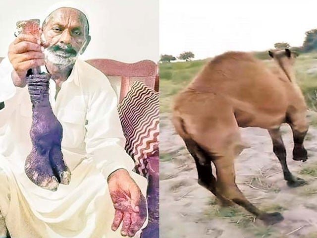 سانگھڑ میں زخمی اونٹنی کراچی منتقل، مصنوعی ٹانگ لگانے کا فیصلہ 1 2653156 camel 1718528232 216 640x480 1