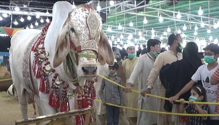 راولپنڈی میں ایک کروڑ روپے کے دھماکا بیل کی دھوم 1 368814 5665817 updates