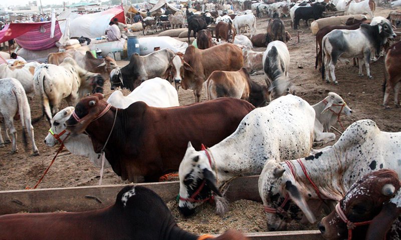 عید قرباں میں 2روز باقی، مویشی منڈیوں میں جانوروں کی قیمتین آسمان کو چھُونے لگیں 1 55edf88c2e892