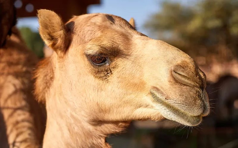 کراچی: اینمل شیلٹر ہوم میں زیر علاج اونٹنی کی طبیعت سنبھلنے لگی 1 camel incident