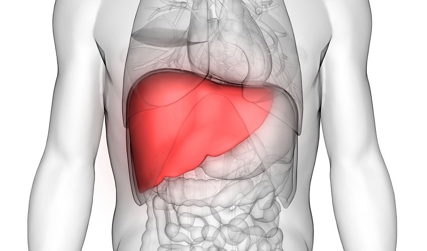liver