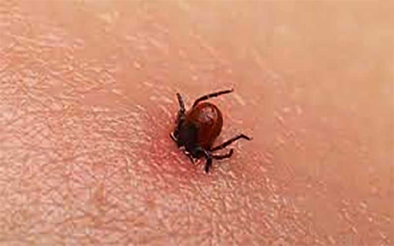 congo virus