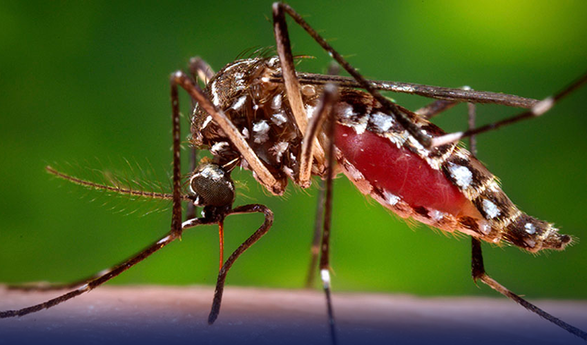 dengue