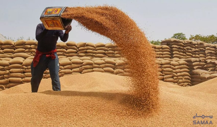 پنجاب بھر میں گندم کی قیمتوں میں بڑا اضافہ، فی من ریٹ 4 ہزار 800 روپے تک پہنچ گیا 1 2