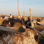 Screenshot 2026 04 04 210139