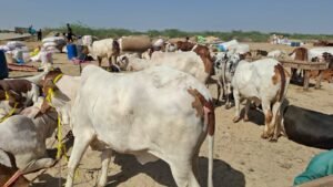 WhatsApp Image 2026 04 11 at 7.25.15 PM 1