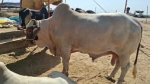 WhatsApp Image 2026 04 11 at 7.25.15 PM 2