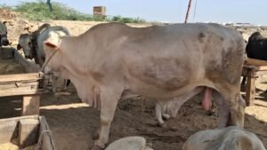 ناردرن بائی پاس مویشی منڈی میں بیوپاریوں کا رش، جانوروں کی ریکارڈ آمد متوقع 4 WhatsApp Image 2026 04 11 at 7.25.16 PM 1