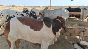 WhatsApp Image 2026 04 11 at 7.25.16 PM