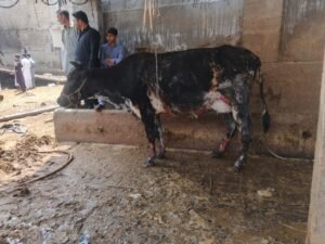 WhatsApp Image 2026 04 12 at 6.34.39 PM 1