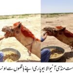 WhatsApp Image 2026 04 17 at 7.09.56 PM