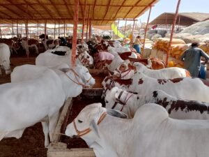 WhatsApp Image 2026 04 22 at 8.15.54 PM 3