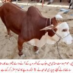 WhatsApp Image 2026 04 24 at 6.27.36 PM 2