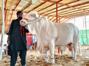 WhatsApp Image 2026 04 26 at 8.39.19 PM 1