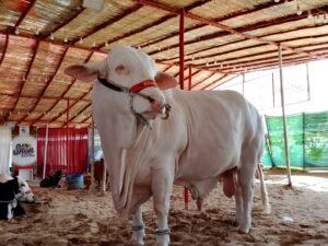 WhatsApp Image 2026 04 26 at 8.39.19 PM 2