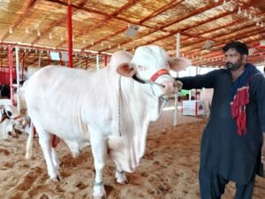 WhatsApp Image 2026 04 26 at 8.39.19 PM