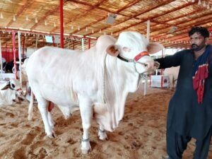 WhatsApp Image 2026 04 26 at 8.39.20 PM 1