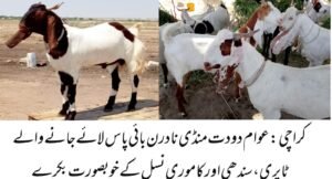 WhatsApp Image 2026 04 27 at 6.29.57 PM 1