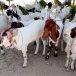 WhatsApp Image 2026 04 27 at 6.29.57 PM e1777303230142