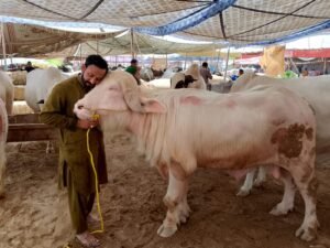 WhatsApp Image 2026 04 29 at 9.16.29 PM