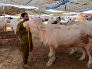 WhatsApp Image 2026 04 29 at 9.16.31 PM 2