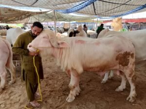 WhatsApp Image 2026 04 29 at 9.16.31 PM