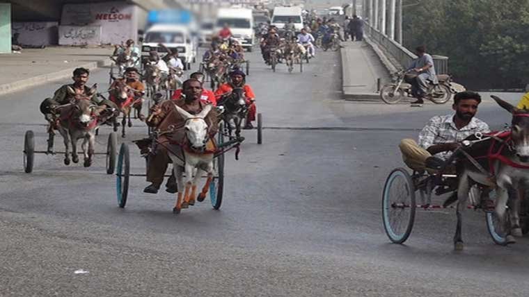 Abdul Majeed celebrates after winning the Commissioner Karachi Cup donkey cart race in Karachi