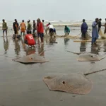 : Stingrays caught by fishermen at Karachi Sea View