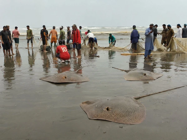 : Stingrays caught by fishermen at Karachi Sea View