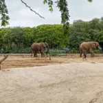 Veterinary experts examining Madhubala the elephant at Karachi Safari Park