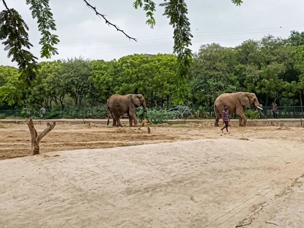 Veterinary experts examining Madhubala the elephant at Karachi Safari Park